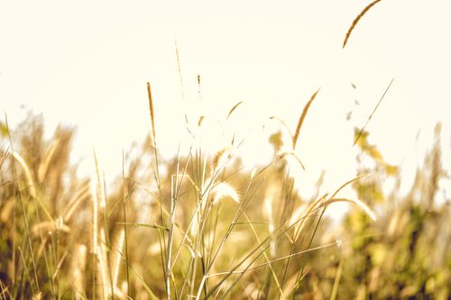 Free Beautiful wild grasses bathed in sunlight, capturing nature's peaceful essence. Stock Photo