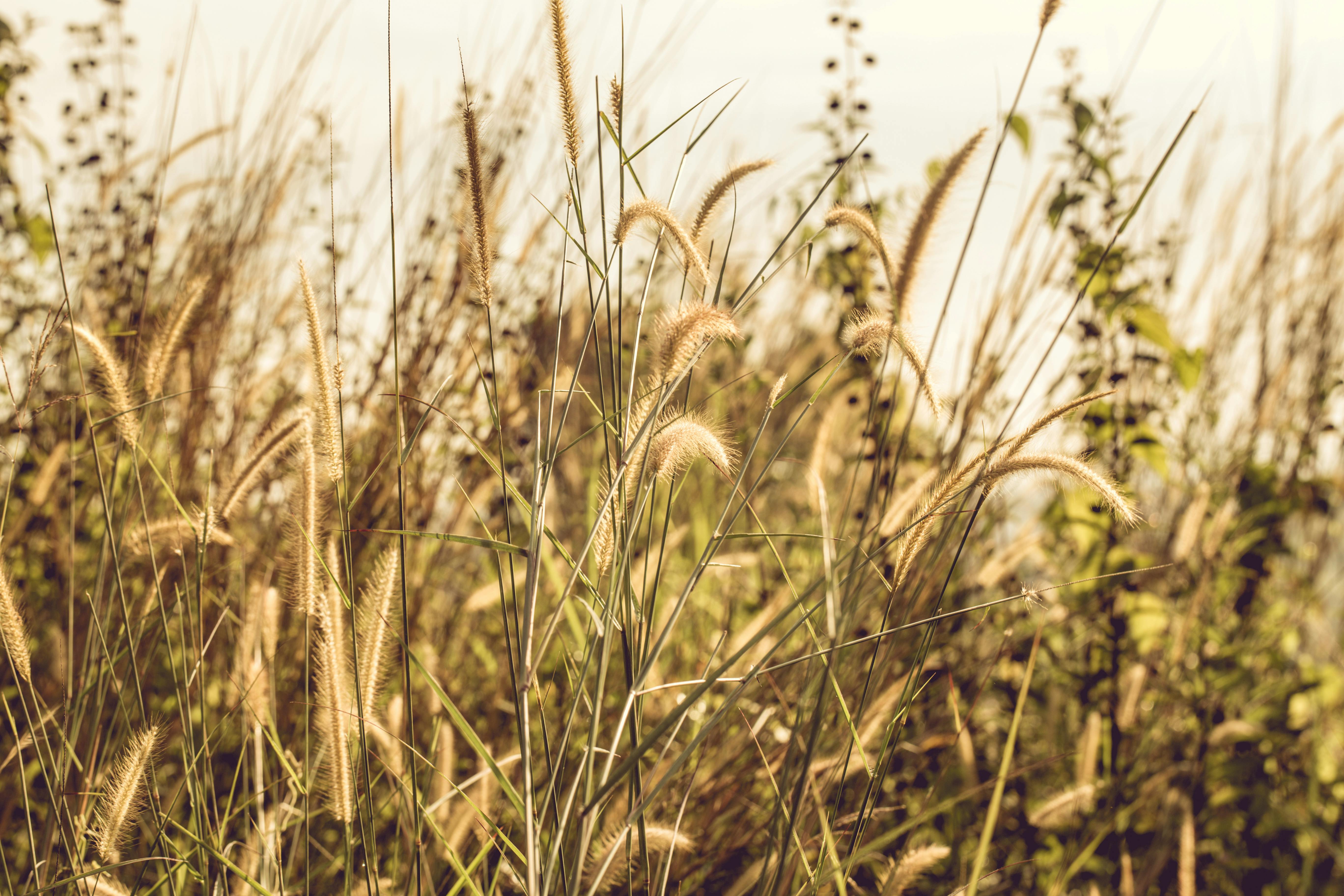 Green and White Plant · Free Stock Photo