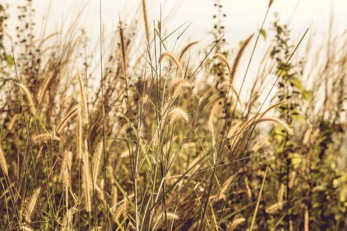 Free Close-up of wild grasses in a rural setting during golden daylight, showcasing natural beauty. Stock Photo