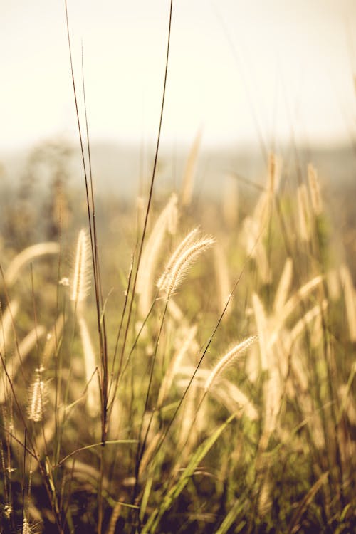 Free Brown Field Grains Stock Photo