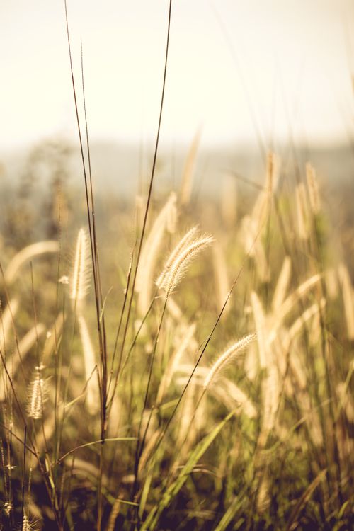 Free Close-up of wild grasses glowing in the sun, capturing the tranquil beauty of the countryside. Stock Photo