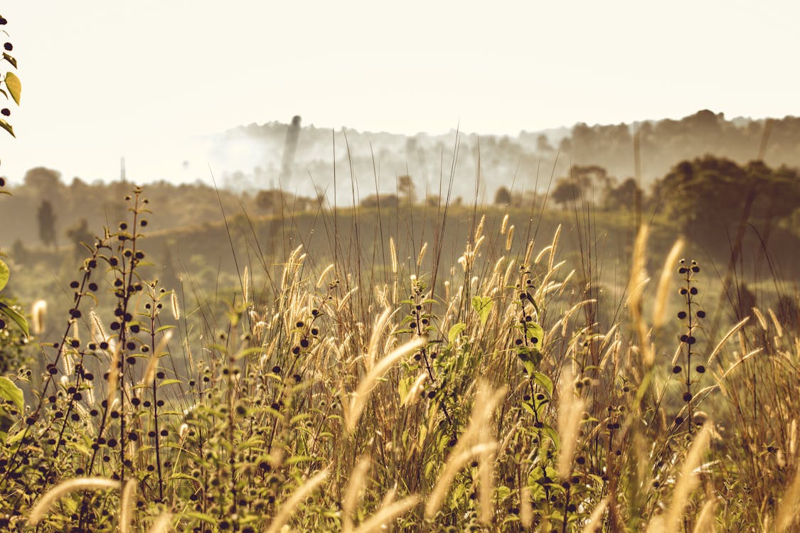 Imagine de stoc gratuită din agricultură, anotimp, apus