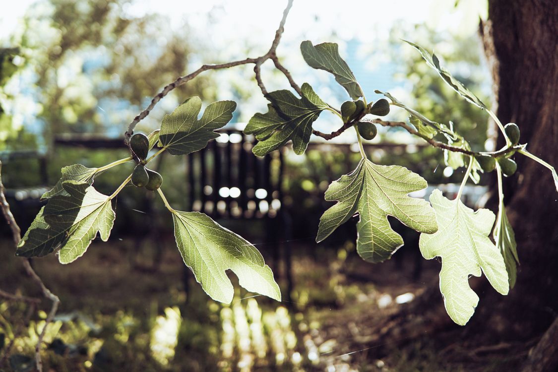 Close up of a Twig · Free Stock Photo
