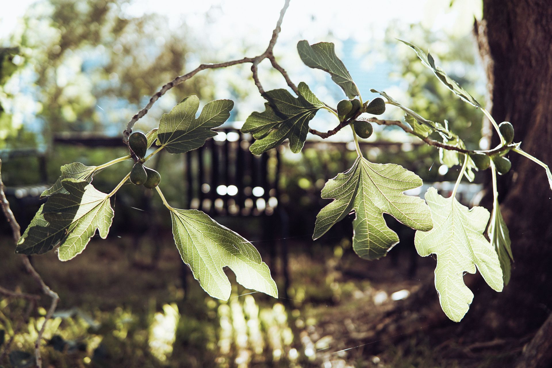 A sunlit branch with fig leaves and fruit outdoors, showcasing nature's beauty.
