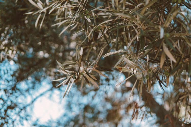 Close-up Of An Olive Tree Leaves 