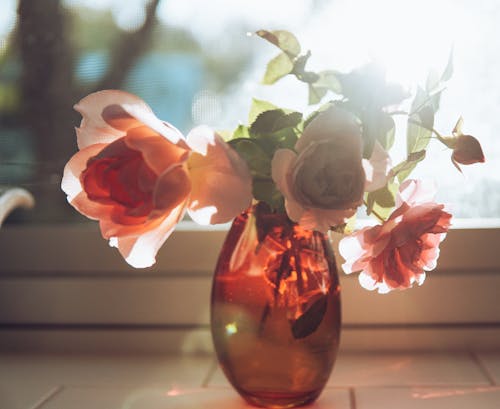 꽃병, 아름다운, 아침 햇살의 무료 스톡 사진