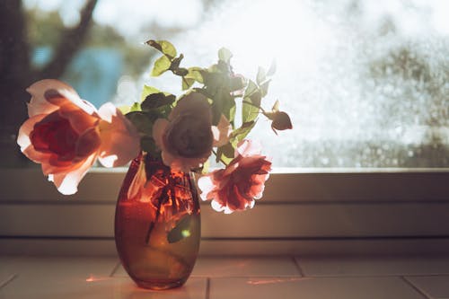 Close-Up Shot of Roses in a Vase 