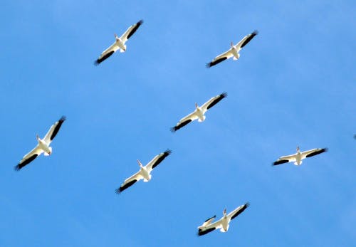 Kostnadsfri bild av fåglar, fiskmåsar, flygande