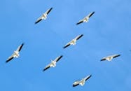 晴朗的蓝天下，一群白色的鸟编队飞行