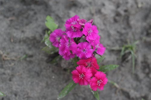 Free Imagine de stoc gratuită din floare mov, floare roșie Stock Photo