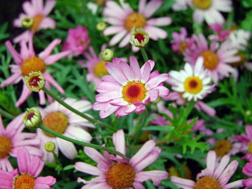 Pink Petaled Flowers