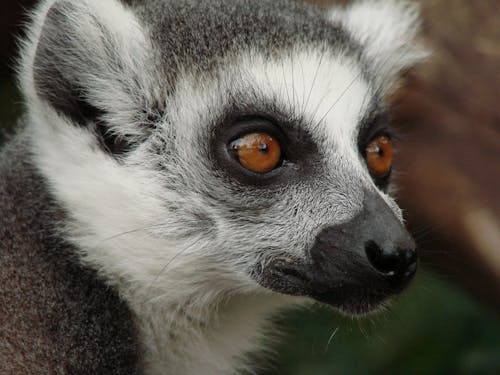 Close Up Photo of Black and White Animal