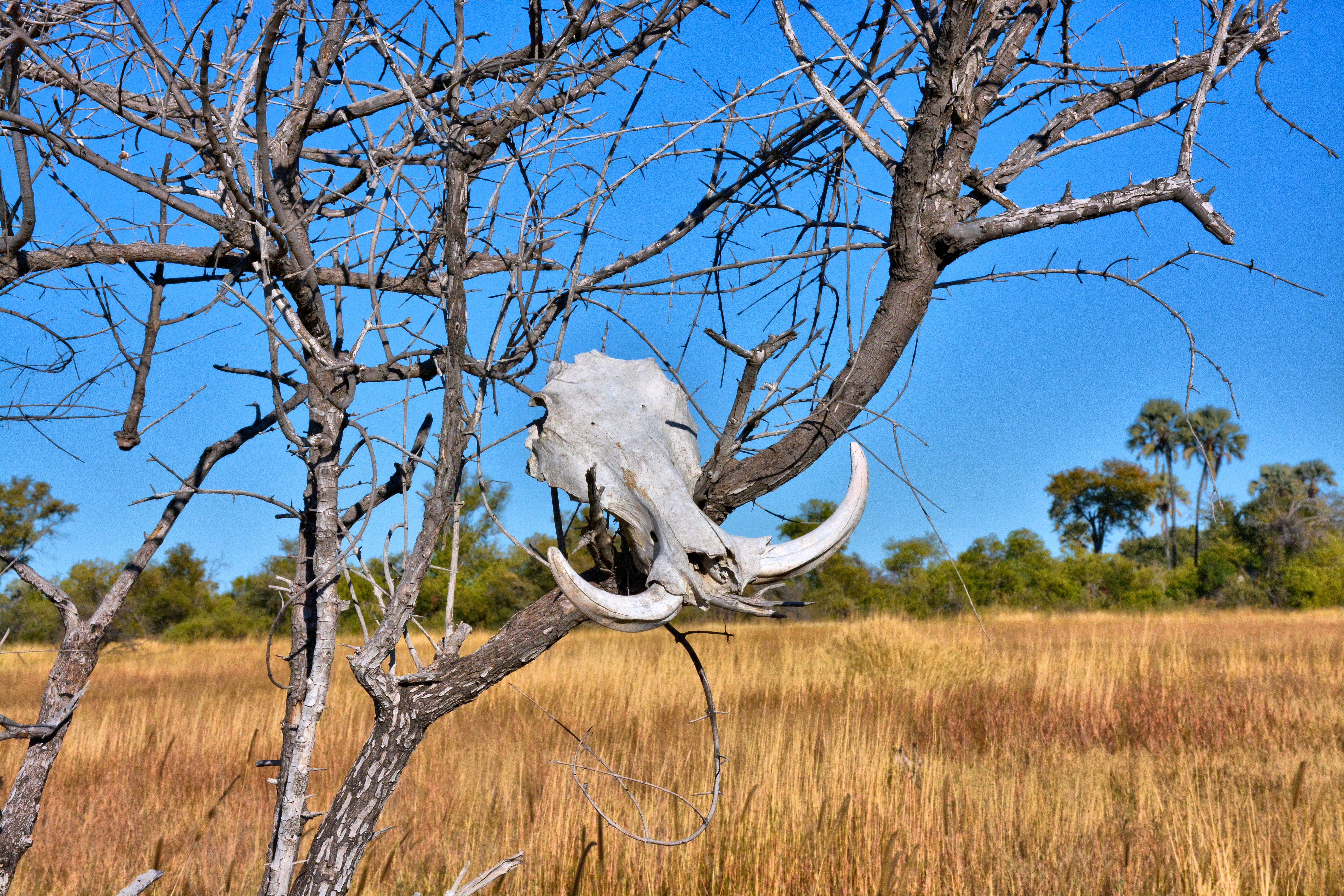 Botswana
