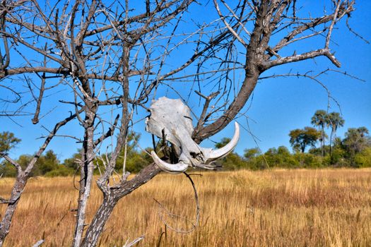 Moremi Game Reserve leopards — Botswana