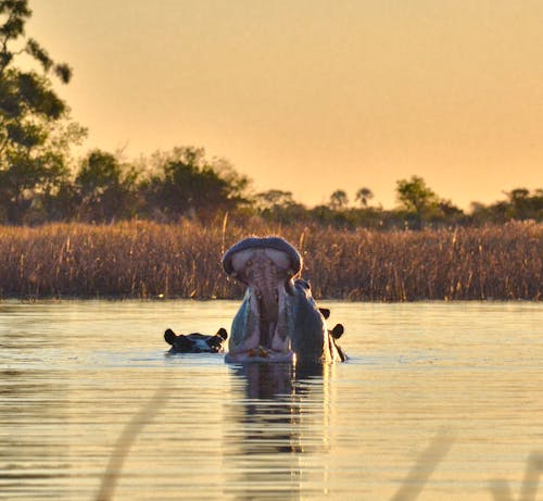 Free Animal in the Water Stock Photo