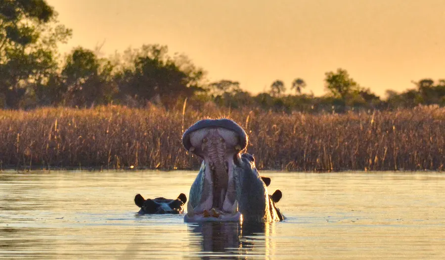 Delta de l'Okavango