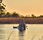 A yawning hippopotamus in a serene water scene at sunset in Botswana.