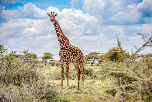 Giraffe Standing on Green Grass Field Under Blue Sky