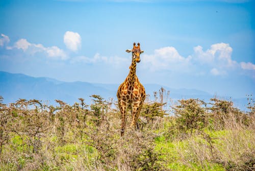 Δωρεάν στοκ φωτογραφιών με άγρια φύση, άγριος, Αφρική