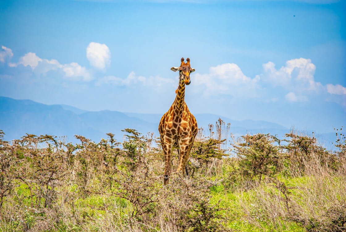 Giraffe Standing on Green Grass Field Under Blue Sky