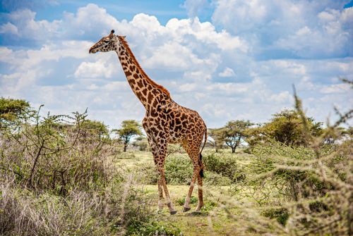 Free A giraffe roaming freely in the sunlit Serengeti, displaying its iconic long neck and patterned coat. Stock Photo