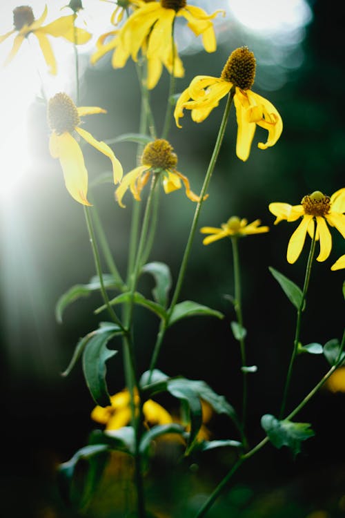 Δωρεάν στοκ φωτογραφιών με ηλιοτρόπια, λουλούδια Φωτογραφία από στοκ φωτογραφιών