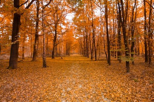 Photos gratuites de arbres, automne, branches