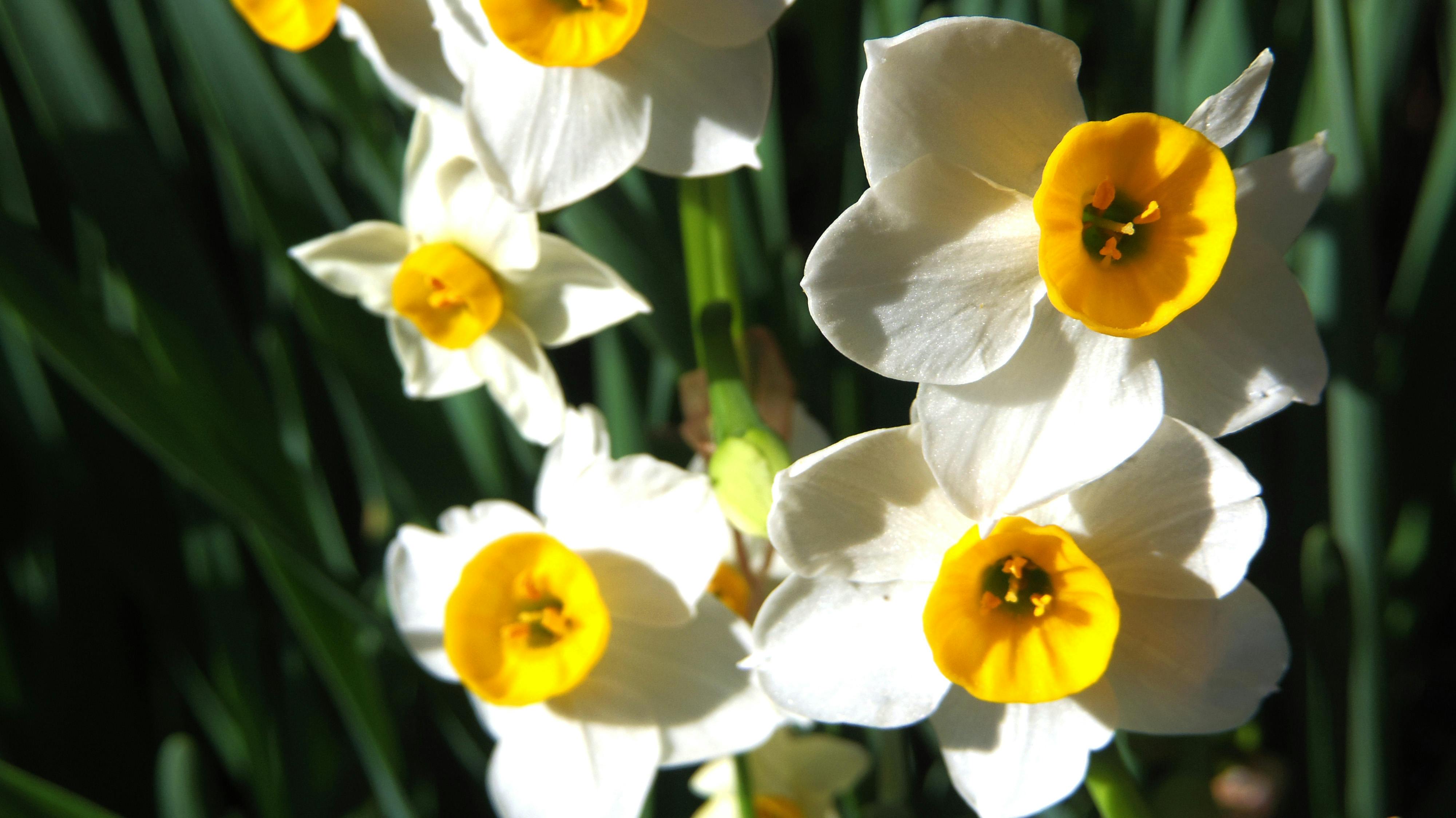 Free stock photo of narcissus