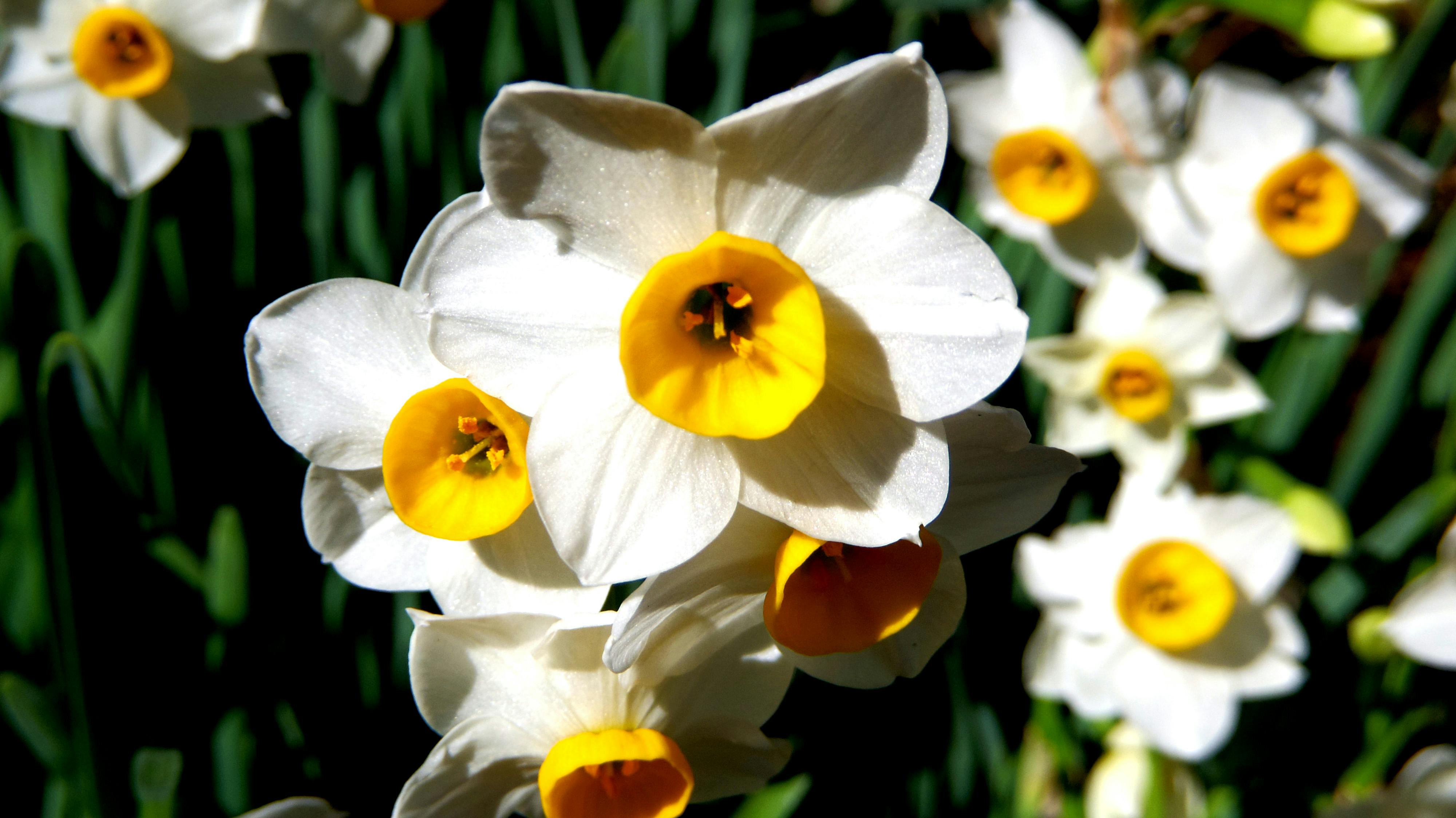 Free stock photo of narcissus