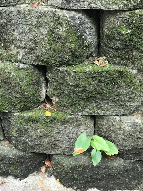 Free stock photo of leaves, walls