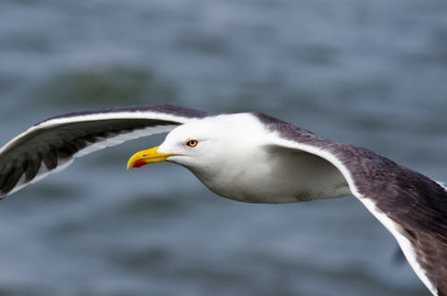 Gratis Fotos de stock gratuitas de alas, ave marina, aves voladoras Foto de stock