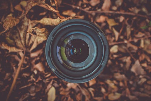 무료 갈색 말린 잎에 검은 카메라 렌즈 스톡 사진