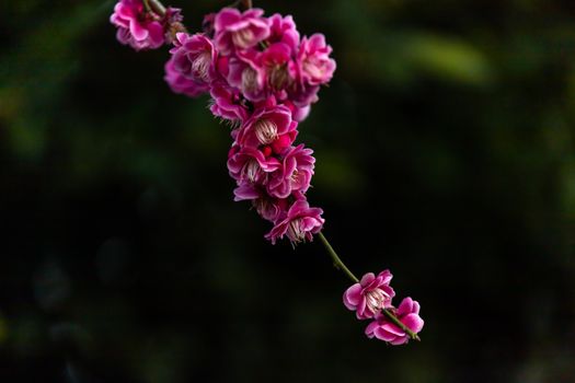 dark pink plum blossoms