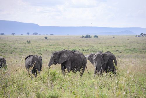 Free A herd of African elephants grazes peacefully in the Serengeti savanna, Tanzania. Stock Photo