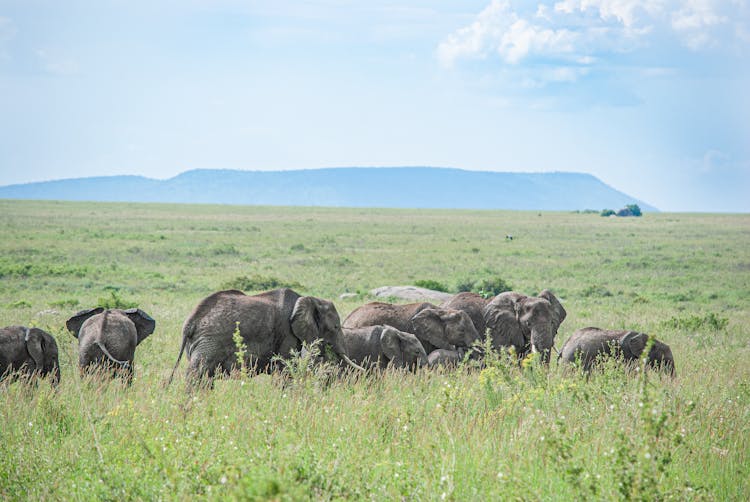 A Group Of Elephants On Green Grass Field