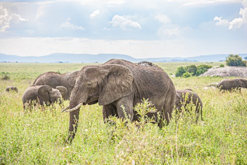 Gratis lagerfoto af åben mark, afrika, afrikansk elefant