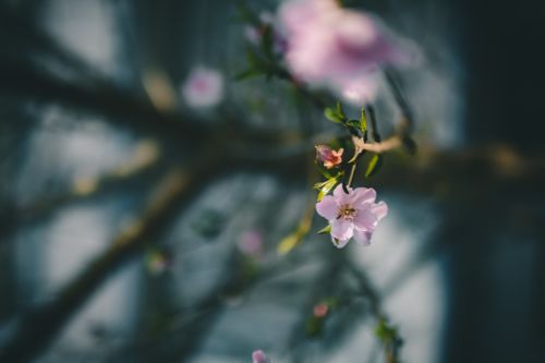 Free Delicate pink flower in bloom with a blurred background, captured in spring. Stock Photo