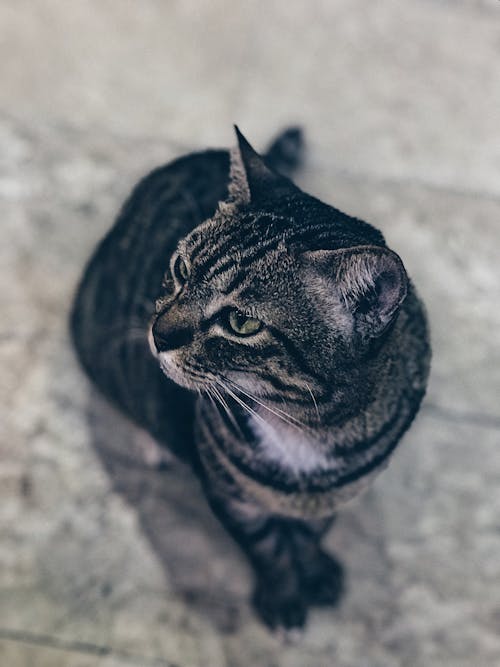 Kostenlos Silber Tabby Cat Stock-Foto