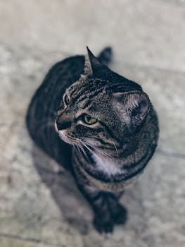 一只可爱的花斑猫向上看的特写，展现了它富有表情的眼睛和柔软的皮毛