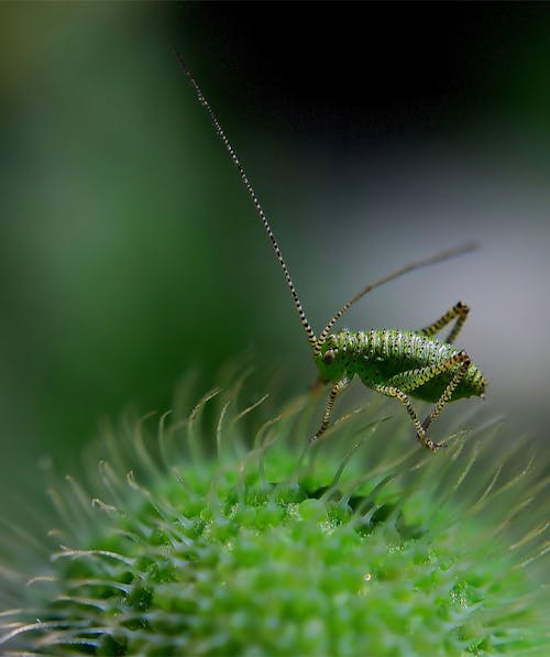 Macro Photography of Green Insect