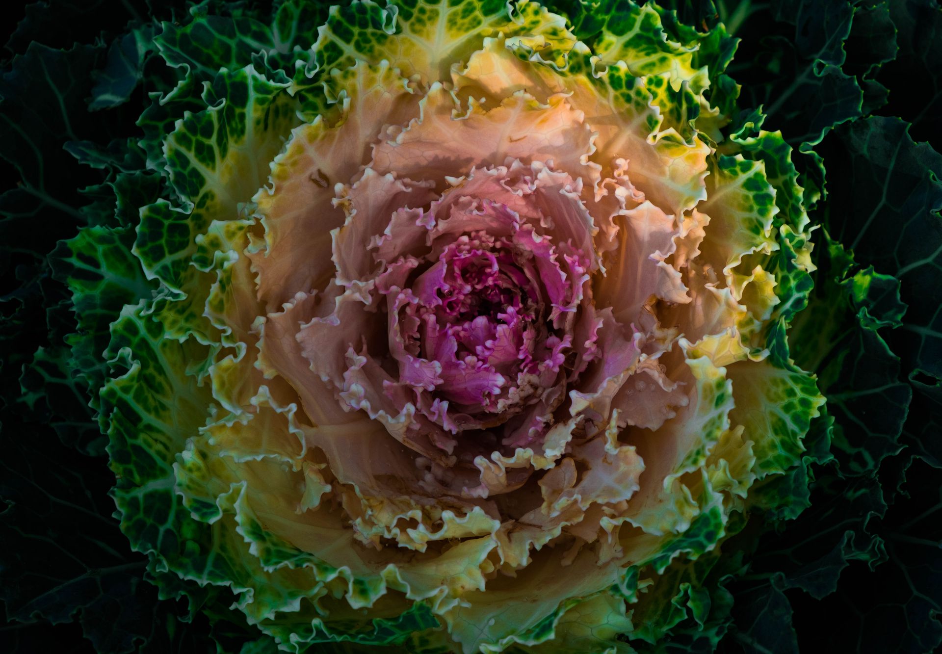 A detailed close-up of a colorful decorative cabbage with vibrant green and purple hues.