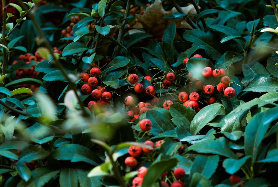 Close-up of red berries nestled among lush green leaves, showcasing nature's vibrant colors.
