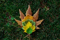 德黑兰公园的草地上，枫叶的秋色充满活力