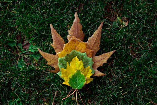 德黑兰公园的草地上，枫叶的秋色充满活力