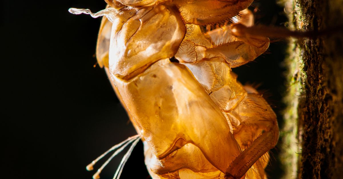 Yellow Macro Insect A Yellow Hairy Insect in Macro Photography · Free Stock Photo