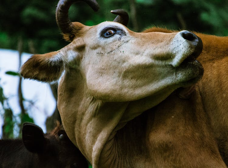 Brown Cow