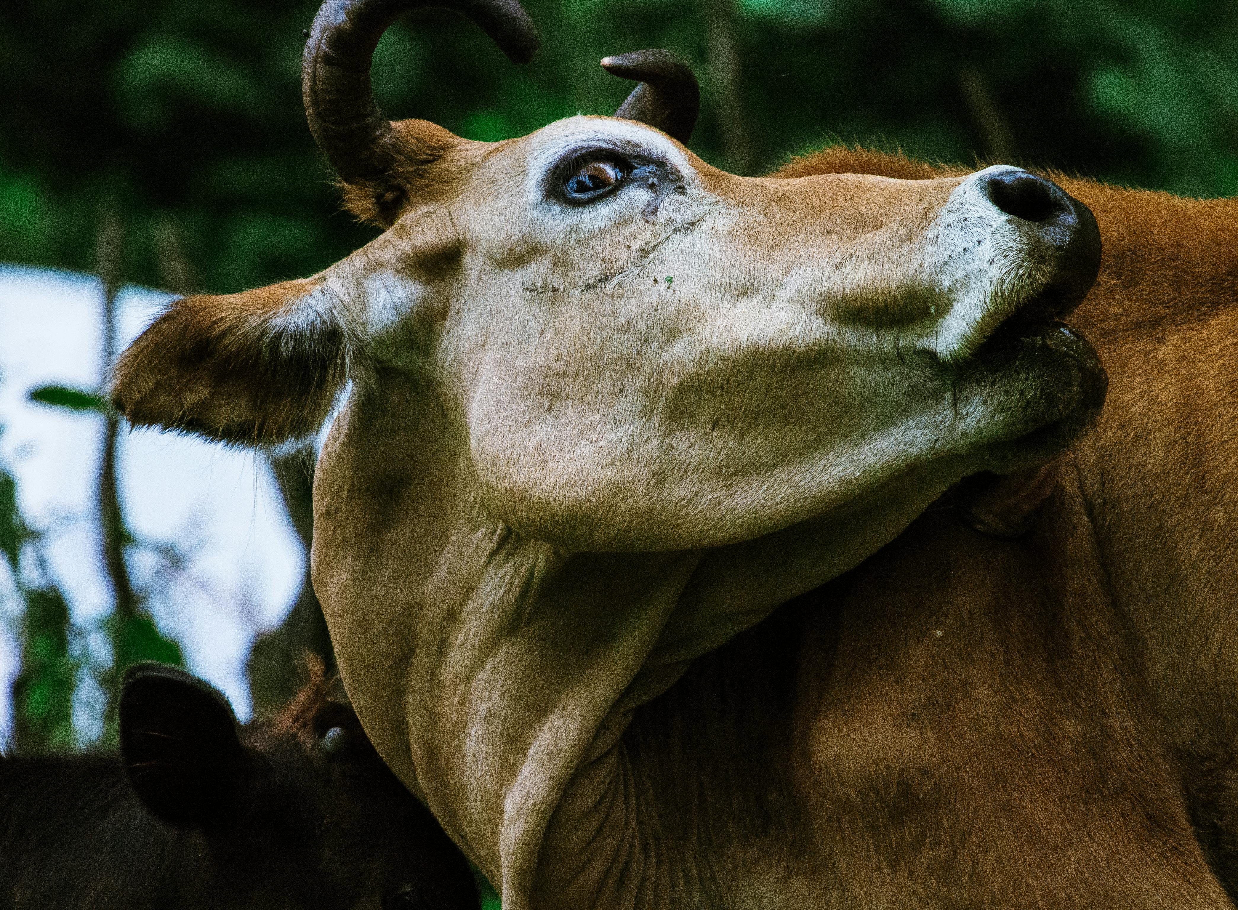 Brown Yak on Green and Brown Grass Field · Free Stock Photo