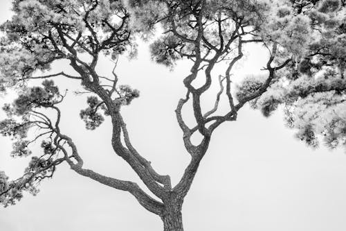 Grayscale Photo of a Tree