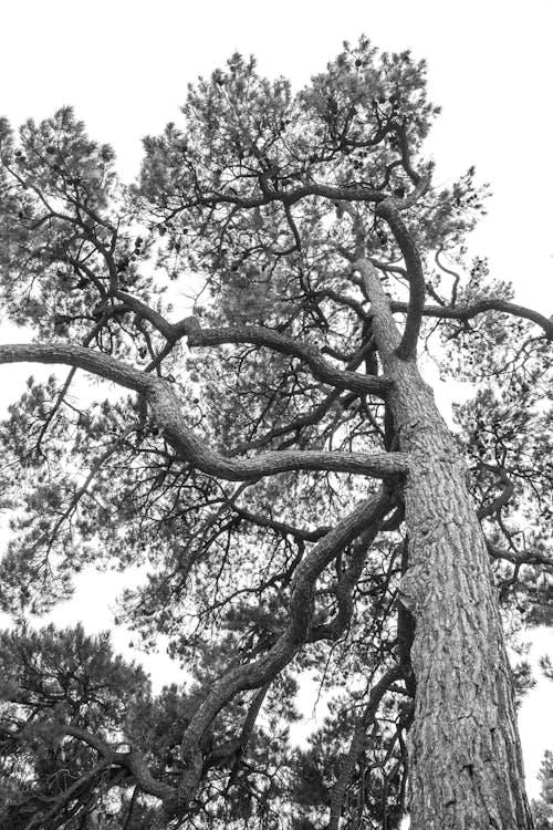 Low Angle Shot of a Tree