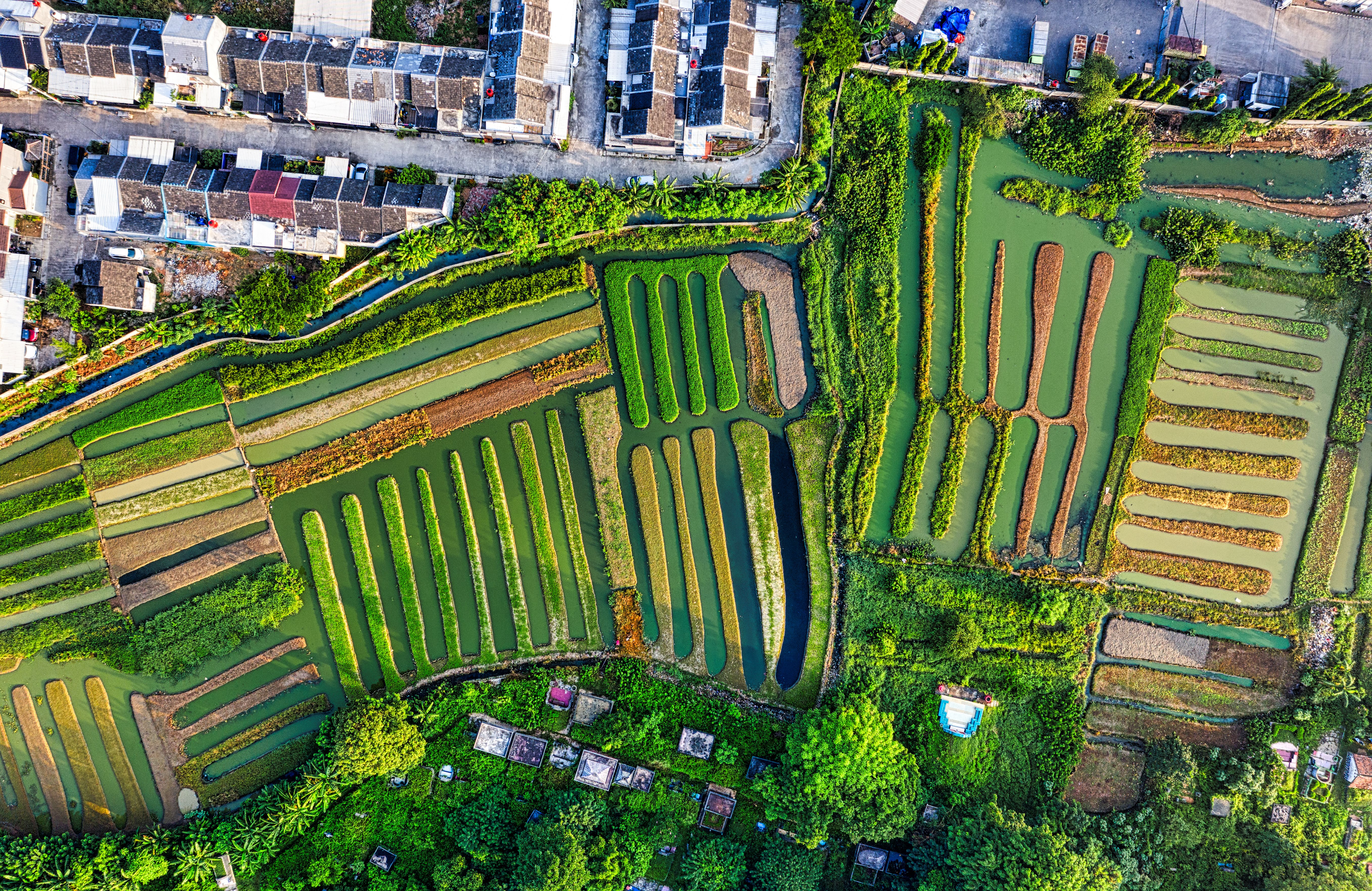 Padi Fields Photos, Download The BEST Free Padi Fields Stock Photos ...